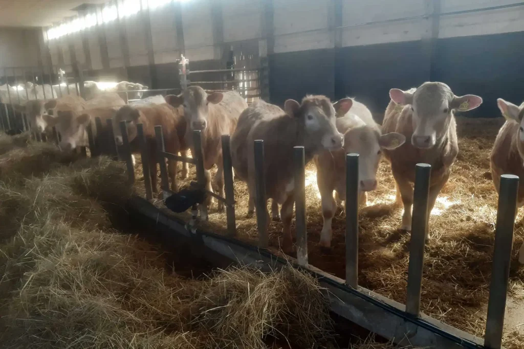 Safran Naturkost - Ihre Spezialisten für GENUSS & BIOQUALITÄT - Nachhaltig genießen – wir unterstützen das mit Leidenschaft. - Junge Kühe im Stall