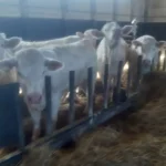 Safran Naturkost - Ihre Spezialisten für GENUSS & BIOQUALITÄT - Nachhaltig genießen – wir unterstützen das mit Leidenschaft. - Junge Kühe im Stall