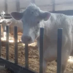 Safran Naturkost - Ihre Spezialisten für GENUSS & BIOQUALITÄT - Nachhaltig genießen – wir unterstützen das mit Leidenschaft. - Junges Kalb schaut in die Kamera