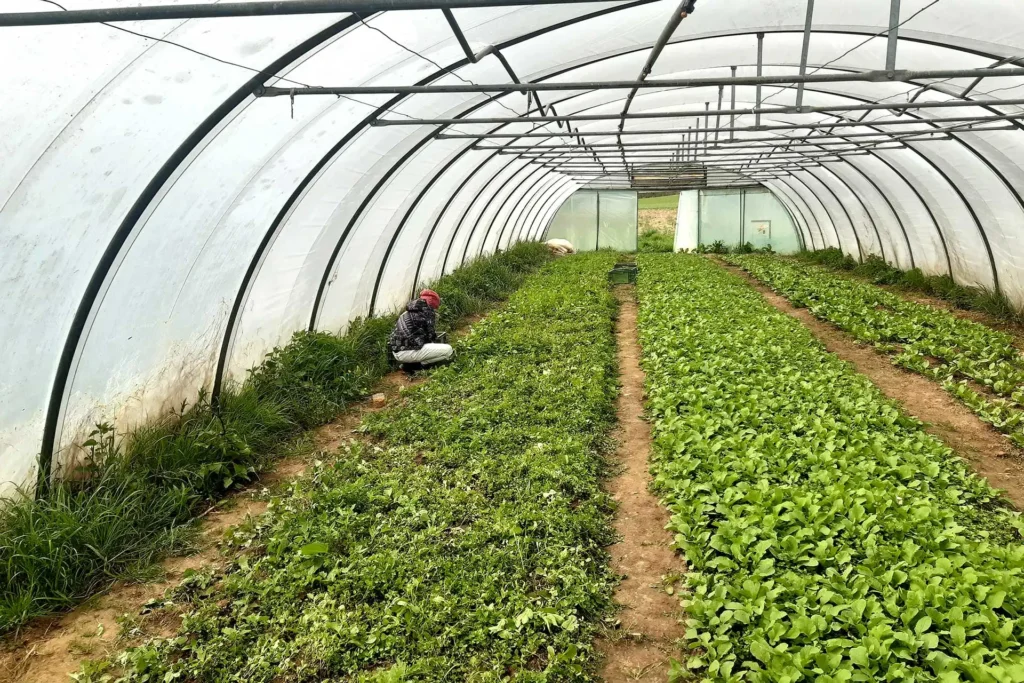 Safran Naturkost Ihr Bioladen mit Charme. Frisches & saisonales Obst & Gemüse geerntet in einem großen Gewächshaus