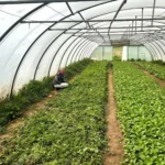 Safran Naturkost Ihr Bioladen mit Charme. Frisches & saisonales Obst & Gemüse geerntet in einem großen Gewächshaus