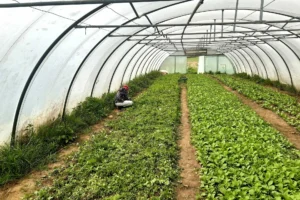 Safran Naturkost Ihr Bioladen mit Charme. Frisches & saisonales Obst & Gemüse geerntet in einem großen Gewächshaus