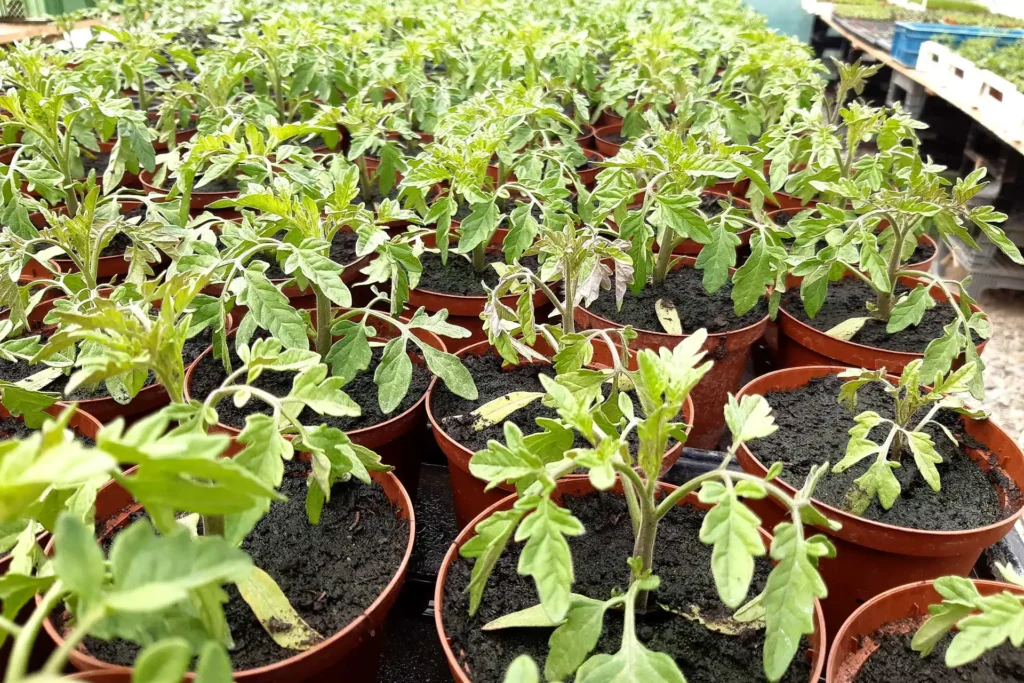 Safran Naturkost Ihr Bioladen mit Charme. Frisches & saisonales Obst & Gemüse Setzlinge und Jungpflanzen in einem großen Gewächshaus