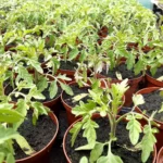 Safran Naturkost Ihr Bioladen mit Charme. Frisches & saisonales Obst & Gemüse Setzlinge und Jungpflanzen in einem großen Gewächshaus