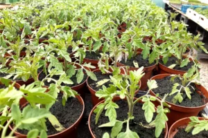 Safran Naturkost Ihr Bioladen mit Charme. Frisches & saisonales Obst & Gemüse Setzlinge und Jungpflanzen in einem großen Gewächshaus