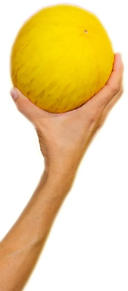 Regional. Ehrlich. Mit Herz.​ Naturkost, handwerkliche Käserei und feine Schokolade – vereint in Potsdam-Babelsberg. Entdecke unsere drei Welten des Geschmacks – nachhaltig und genussvoll. Mitarbeiterin hält Honigmelone und freut sch